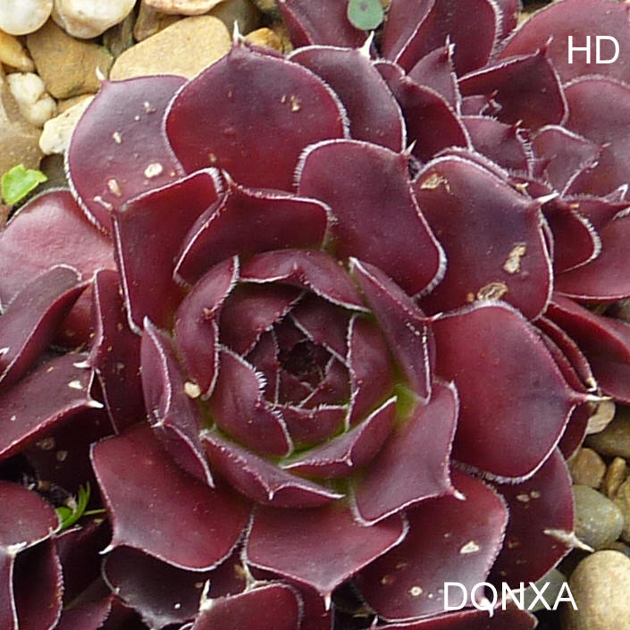 Donxa / Jovi