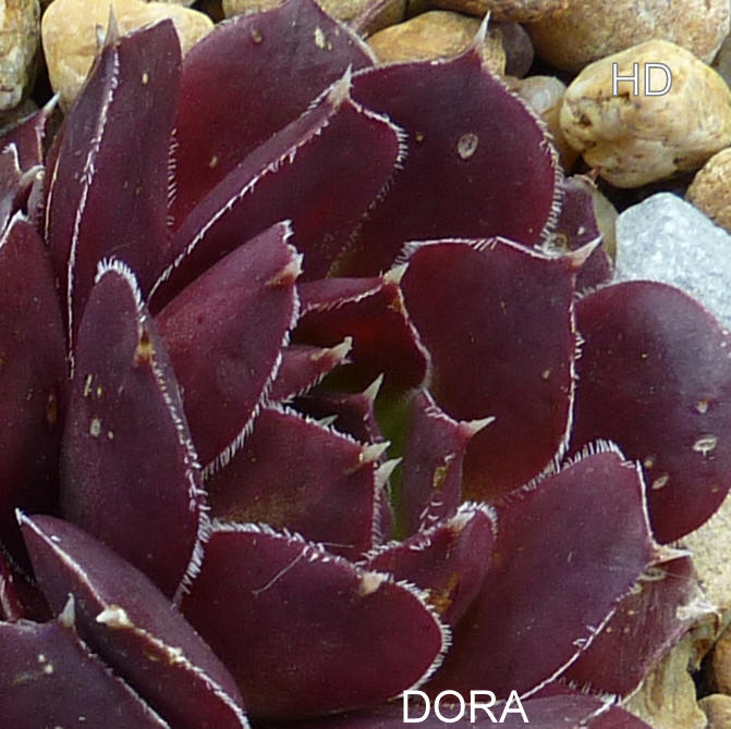Dora / Jovi