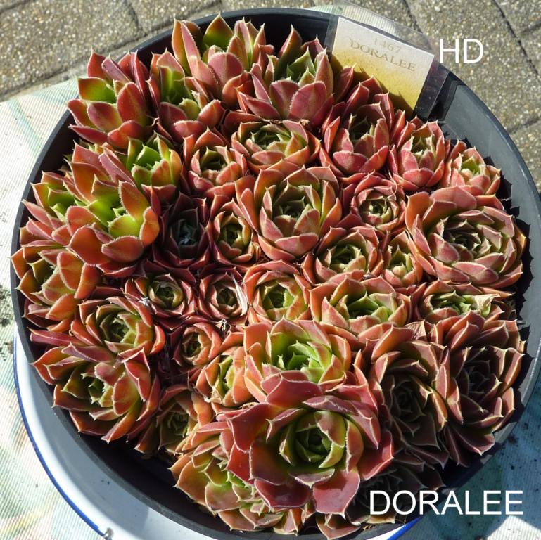 Doralee / Jovi