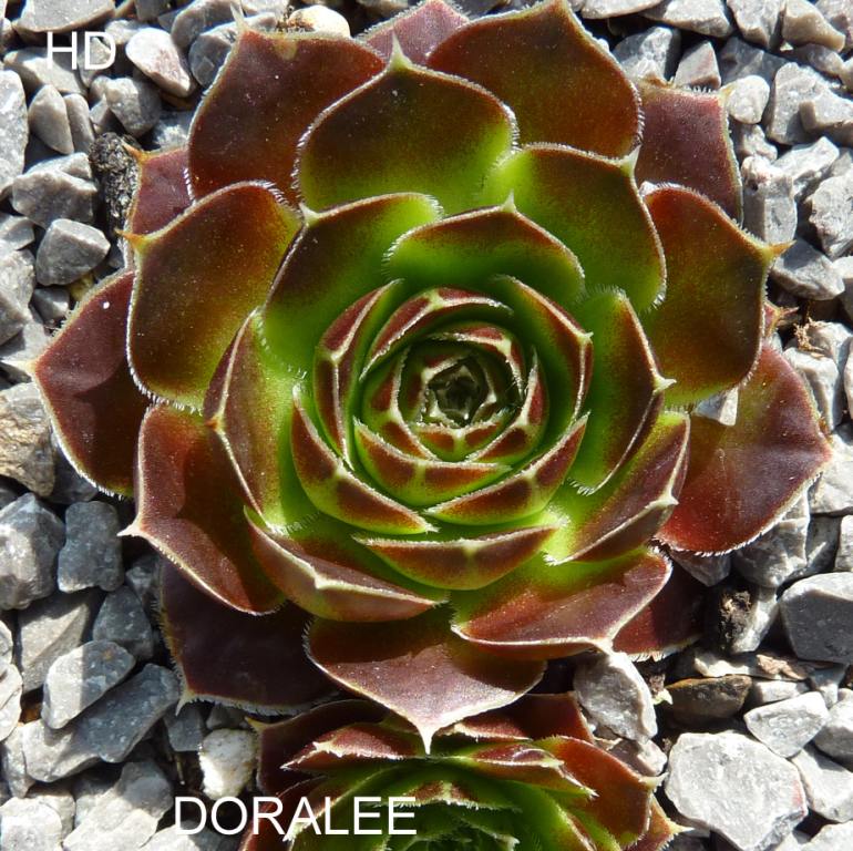 Doralee / Jovi