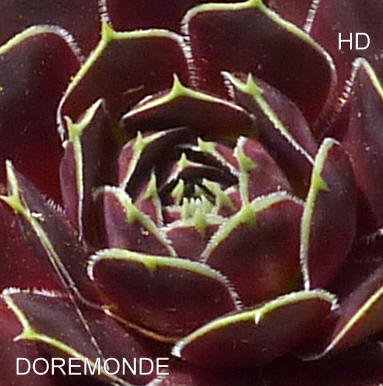 Doremonde / Jovi