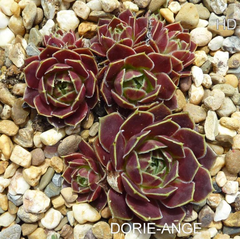 Dorie-Ange / Jovi