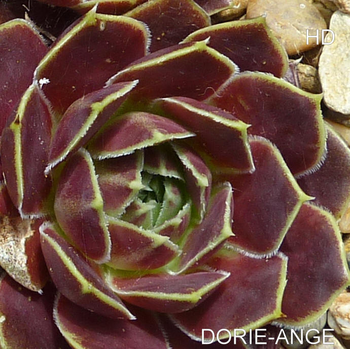 Dorie-Ange / Jovi