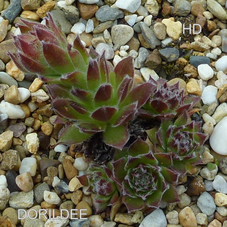 Dorildee