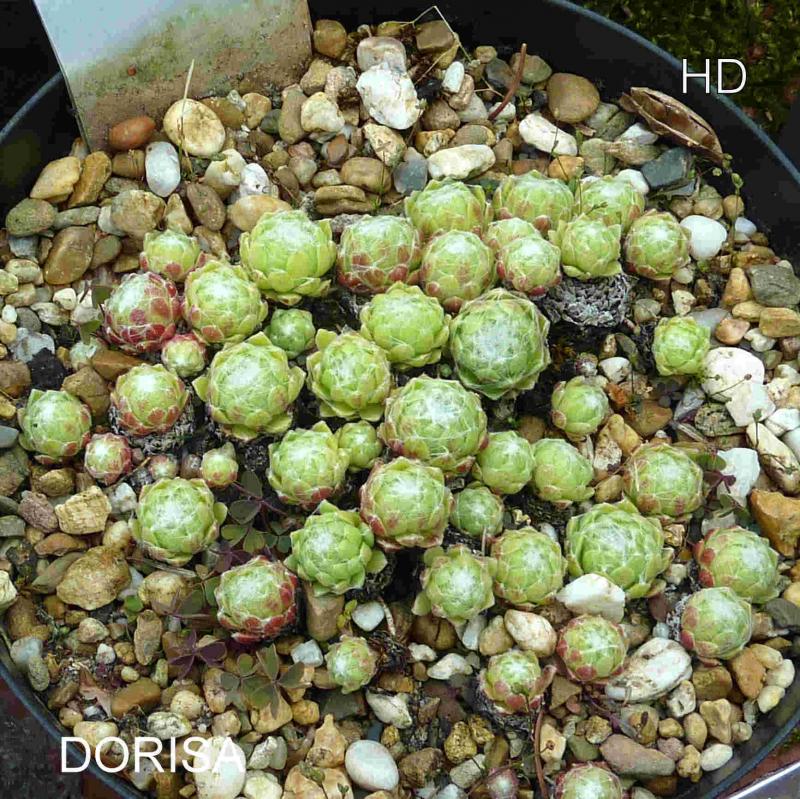 Dorisa ( II )