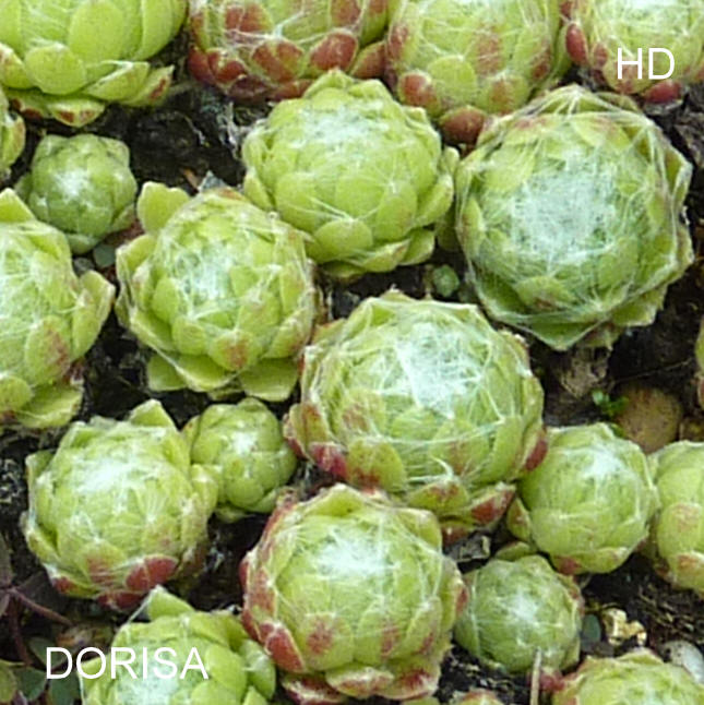 Dorisa ( II )