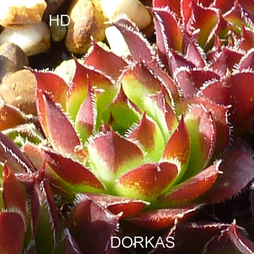 Dorkas / Jovi