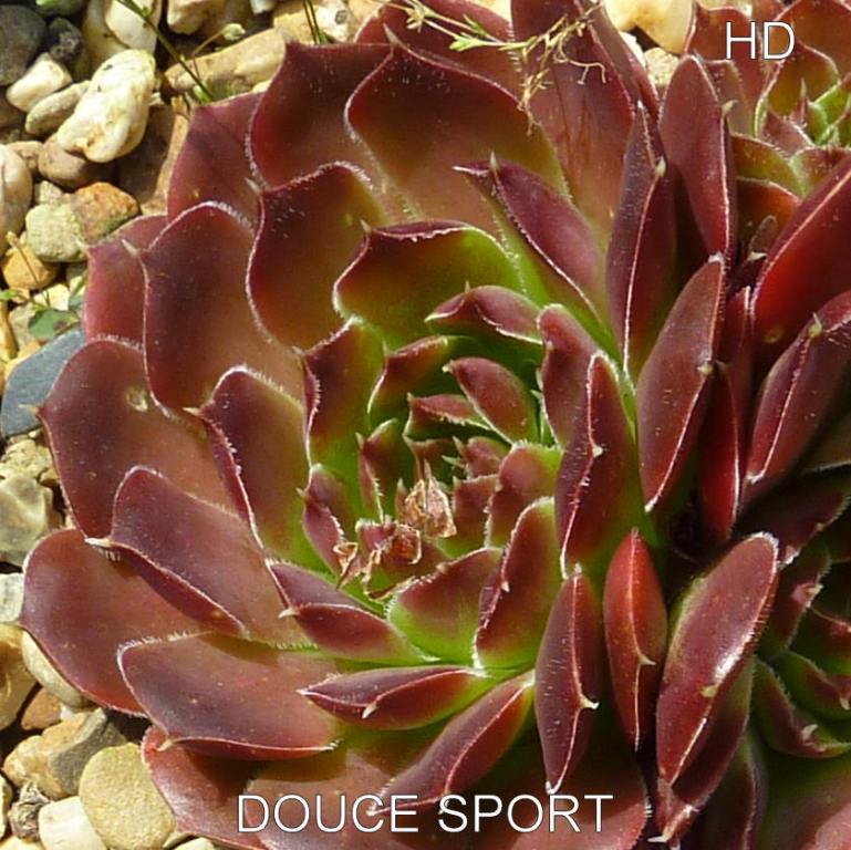 Douce Sport / Jovi