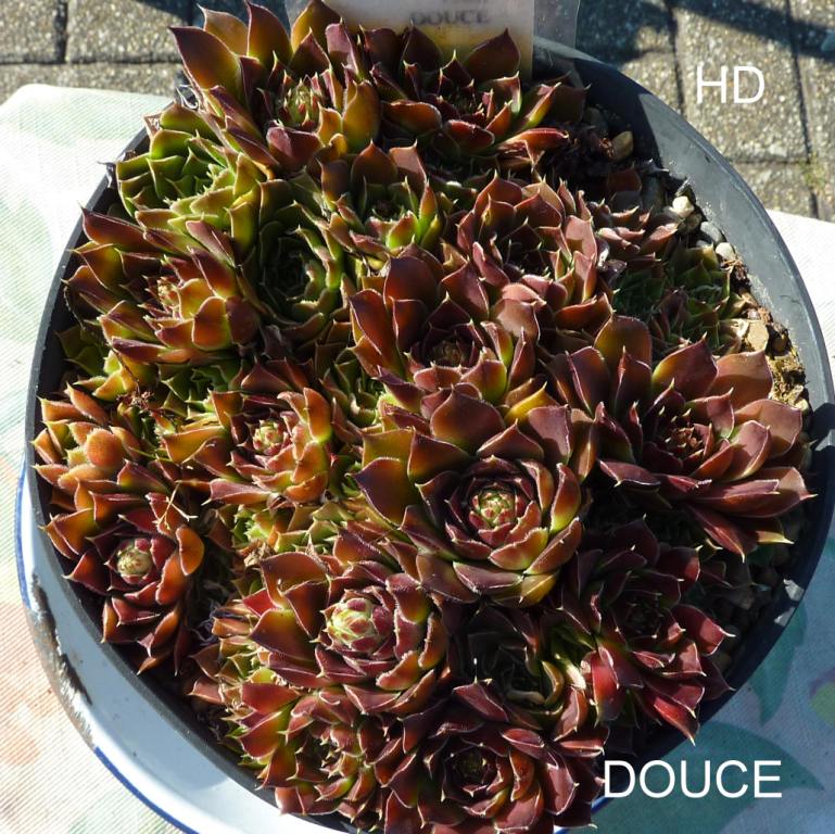 Douce / Jovi