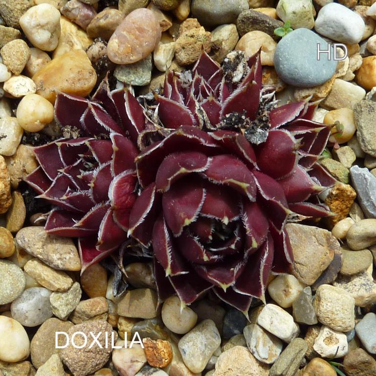 Doxilia / Jovi