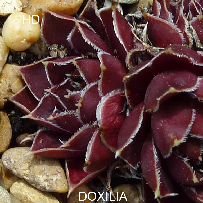 Doxilia / Jovi