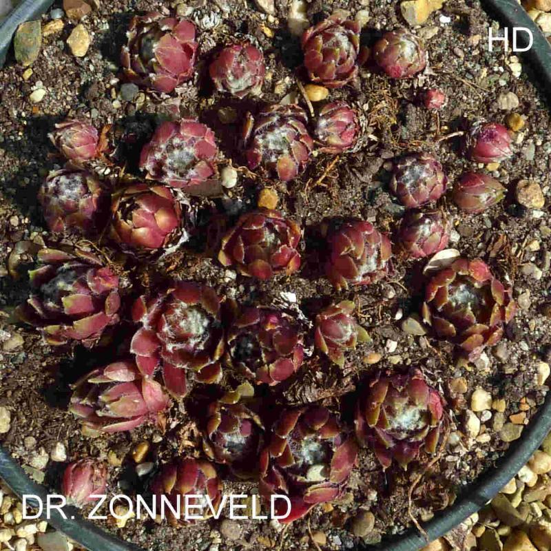 Dr. Zonneveld