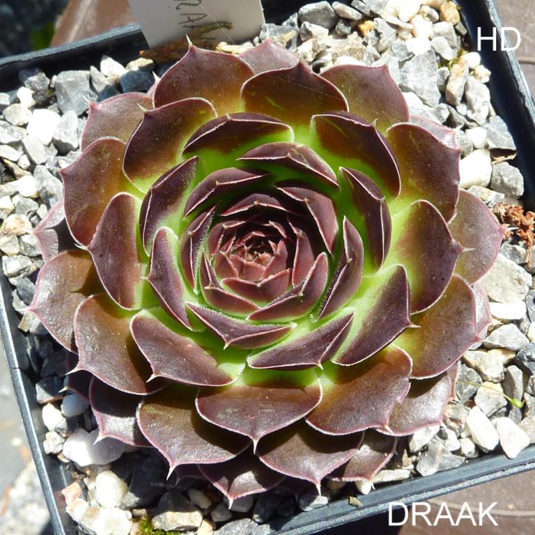 Draak / Jovi