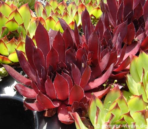 Drachenblut