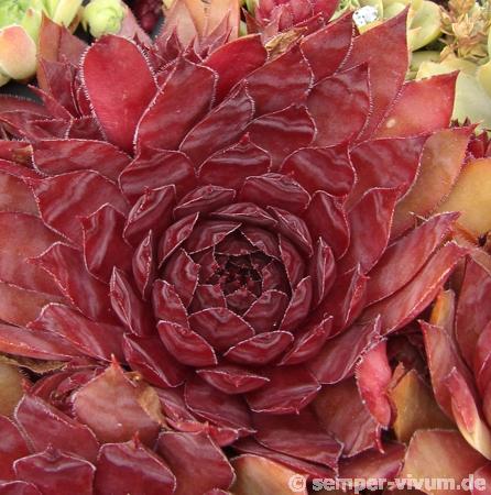 Drachenblut