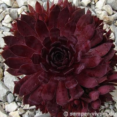 Drachenblut