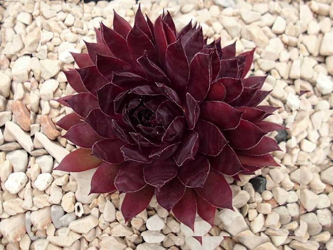 Drachenblut