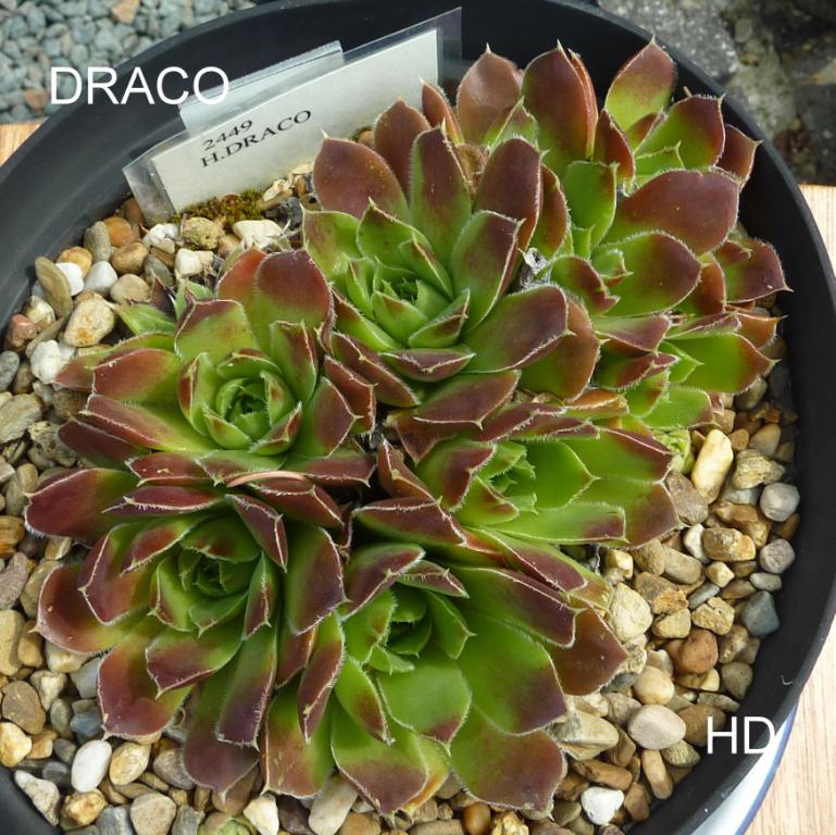 Draco / Jovi