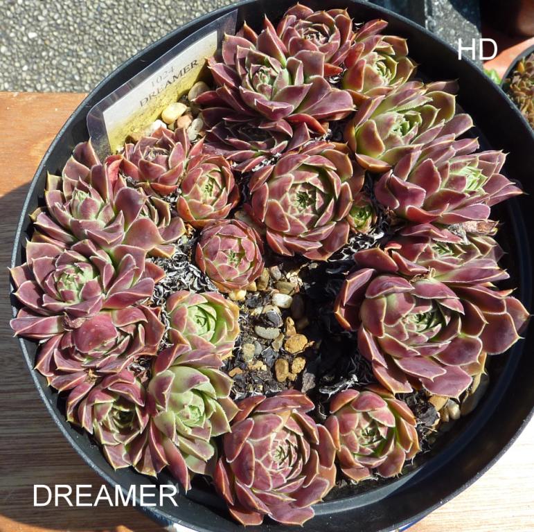 Dreamer / Jovi