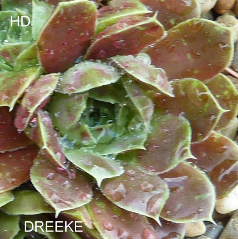 Dreeke / Jovi