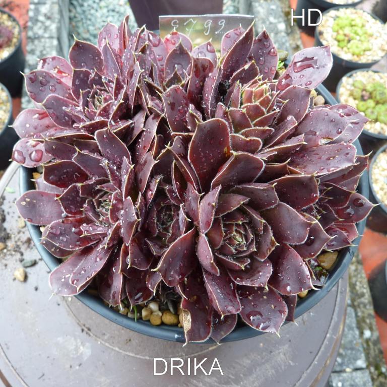 Drika / Jovi