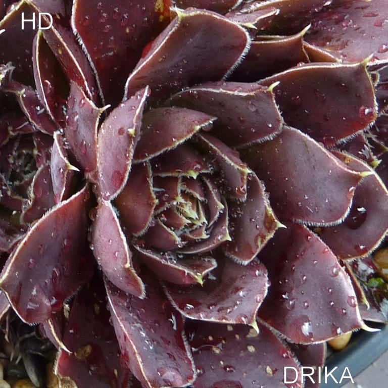 Drika / Jovi