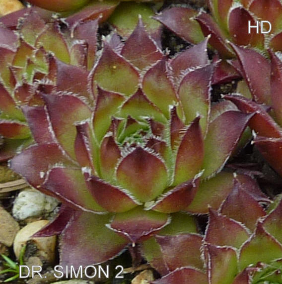 Dr. Simon II