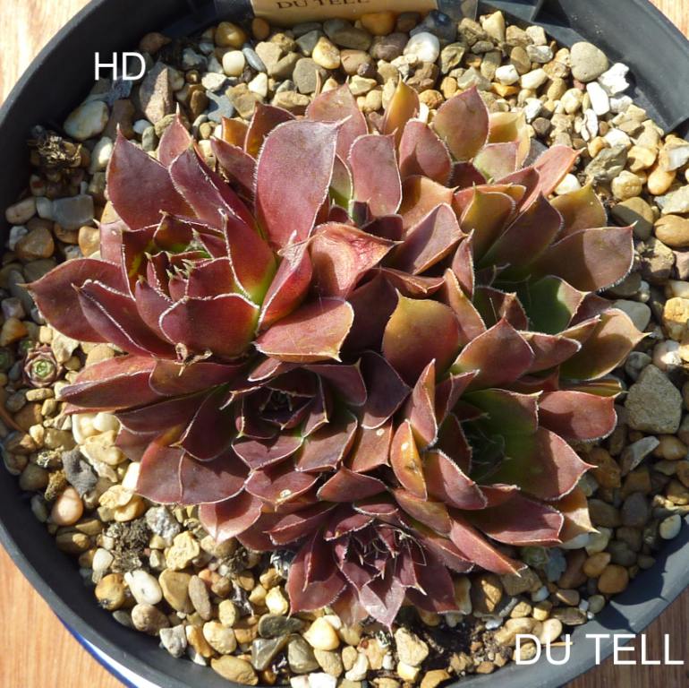 Du Tell / Jovi