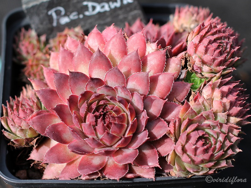 Pacific Dawn