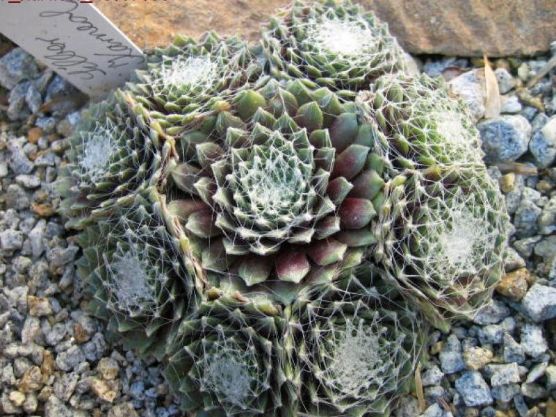 Silberkarneol