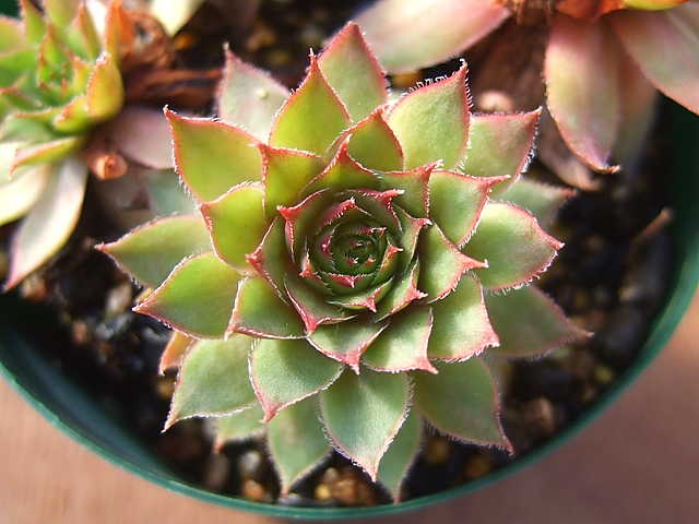 Pacific Dawn