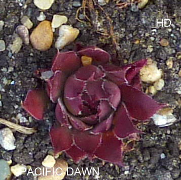 Pacific Dawn