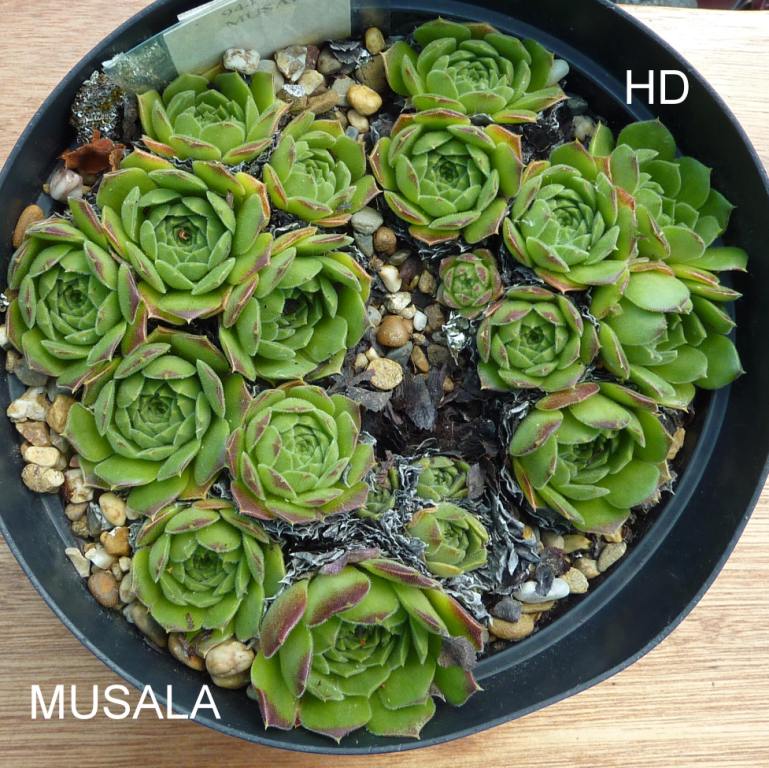 Musala / Jovi
