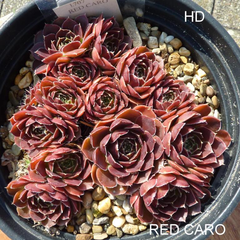 Red Caro/ Jovi