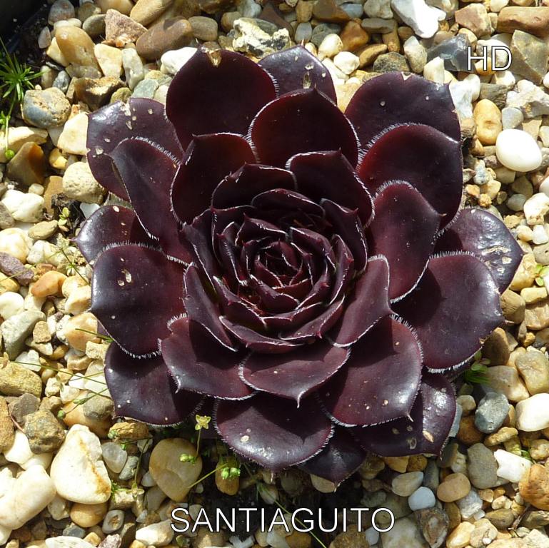 Santiaquito / Jovi