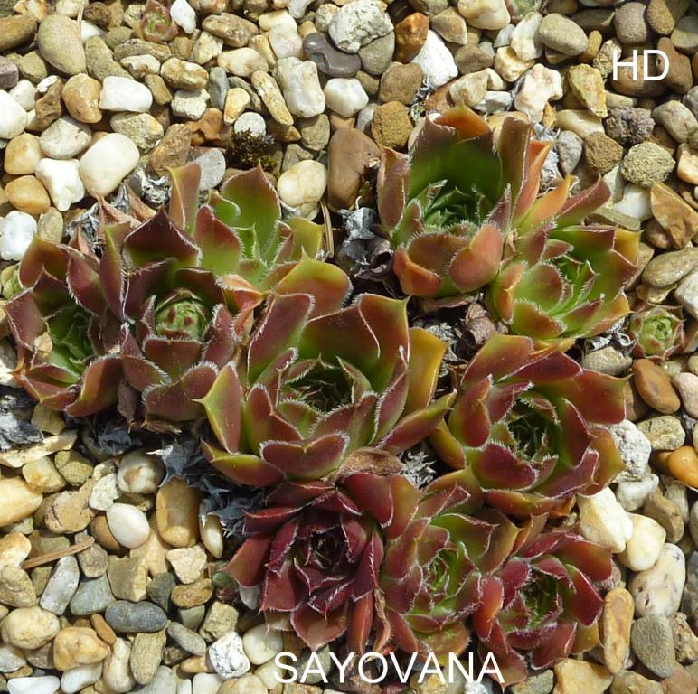 Sayovana / Jovi