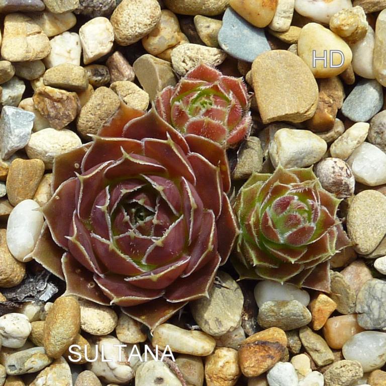 Sultana / Jovi