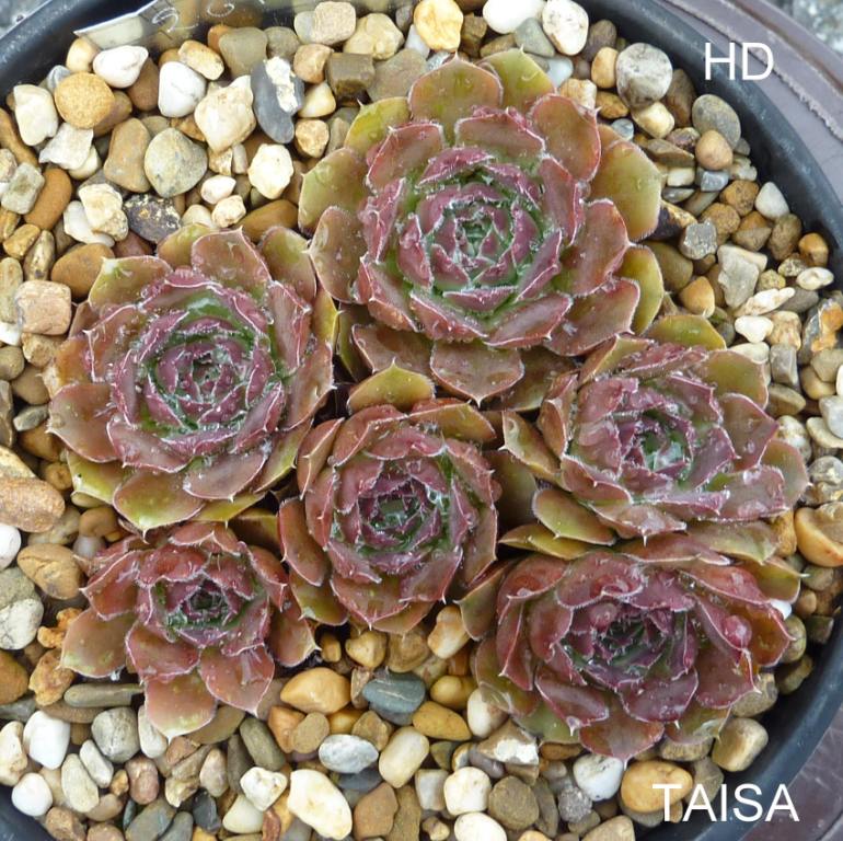 Taisa / Jovi