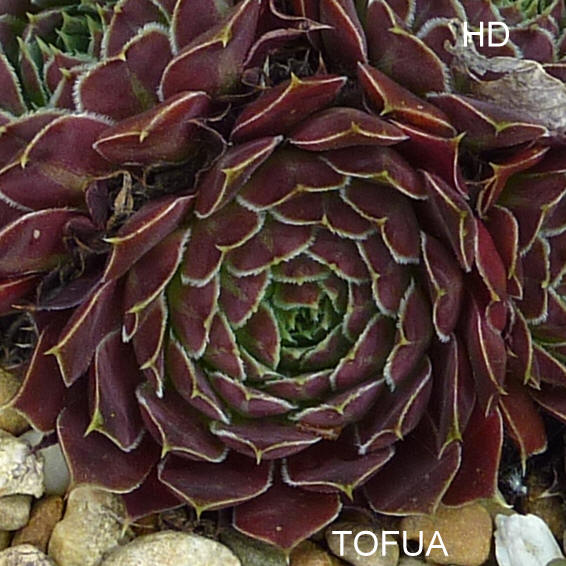 Tofua / Jovi
