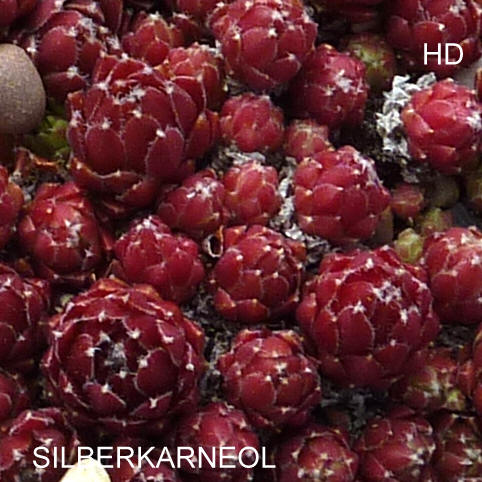 Silberkarneol