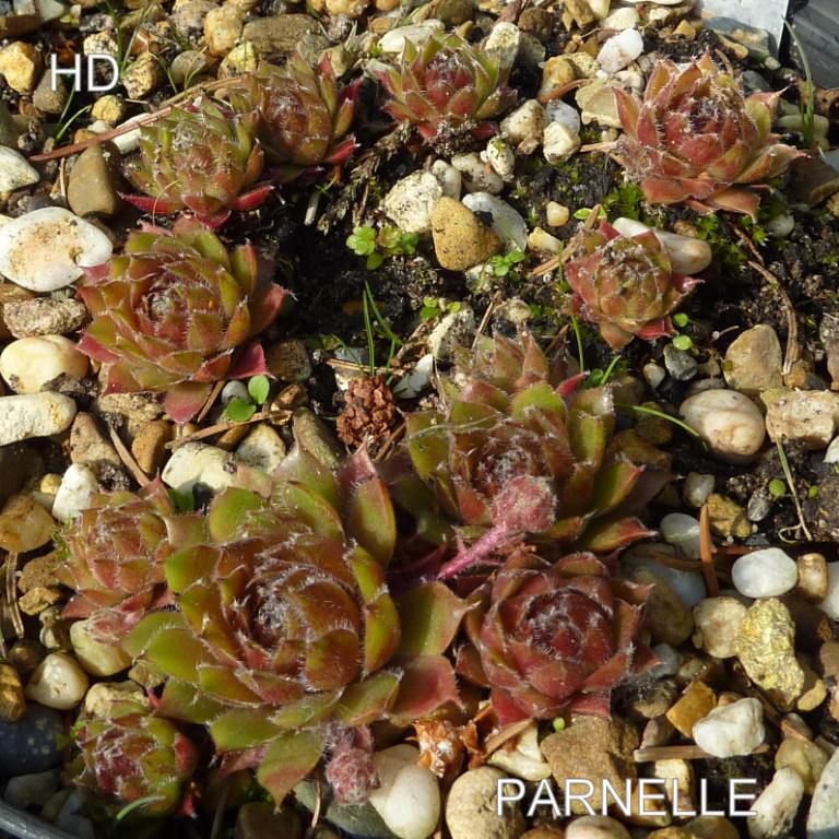 Parnelle