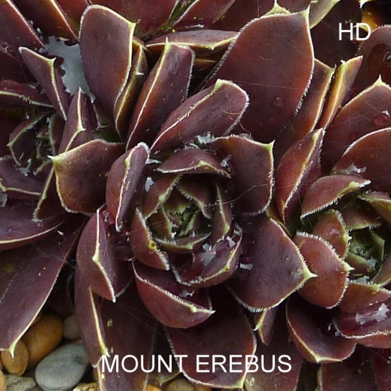 Mount Erebus / Jovi