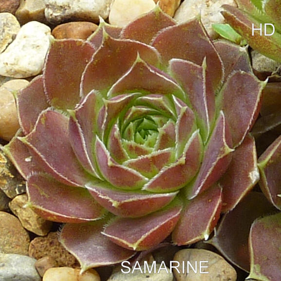 Samarine / Jovi