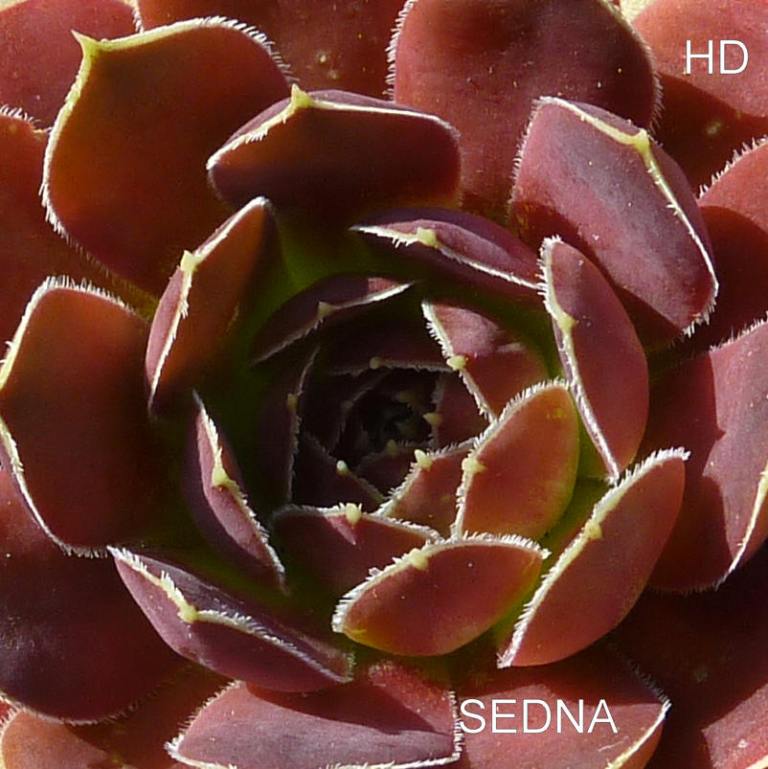 Sedna / Jovi