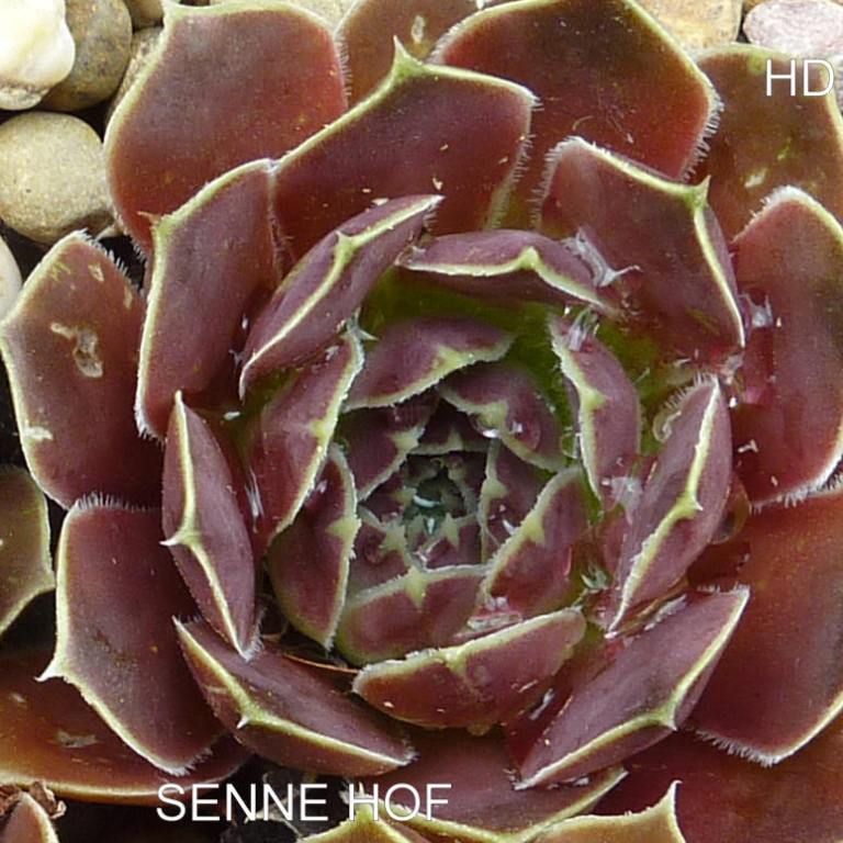 Senne Hof / Jovi