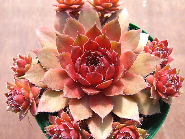 Soufrière