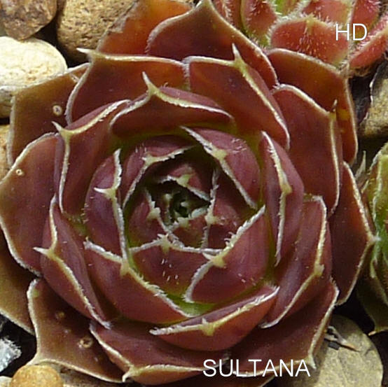 Sultana / Jovi