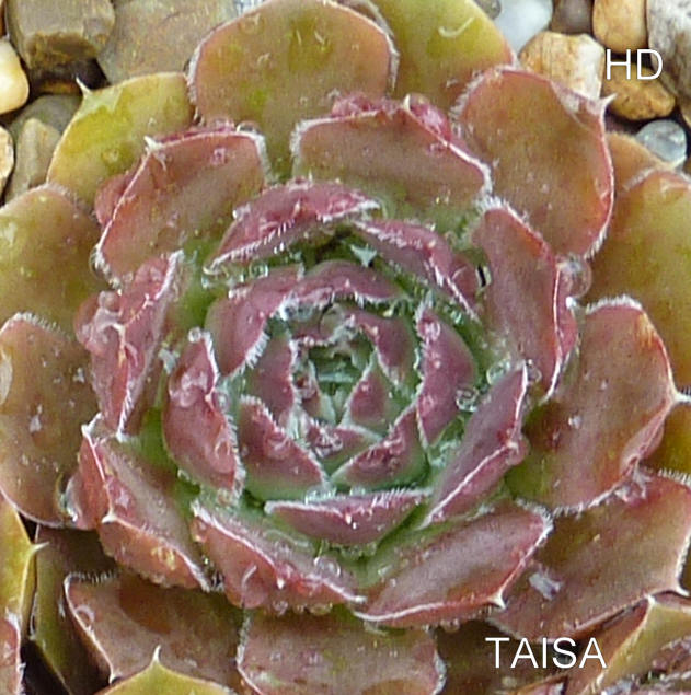 Taisa / Jovi
