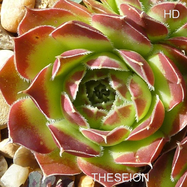 Theseion / Jovi