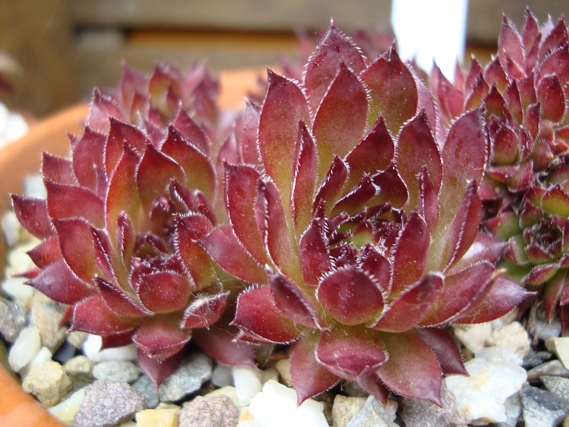 Spitzbub